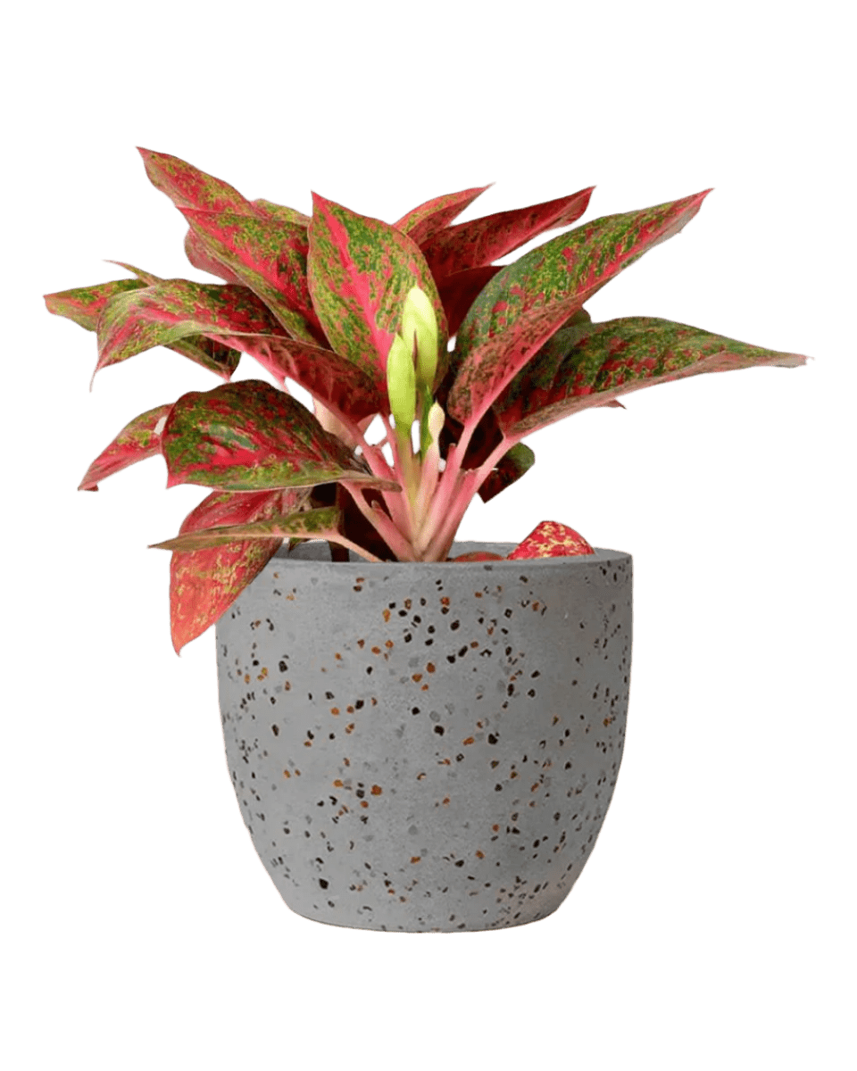 Aglaonema Red Stardust - Potted plant - JUST - AGLA - TRR - 2646 - Tumbleweed Plants - Online Plant Delivery Singapore