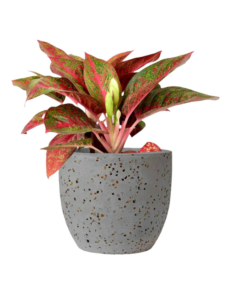 Aglaonema Red Stardust - egg pot - medium/grey - Potted plant - Tumbleweed Plants - Online Plant Delivery Singapore