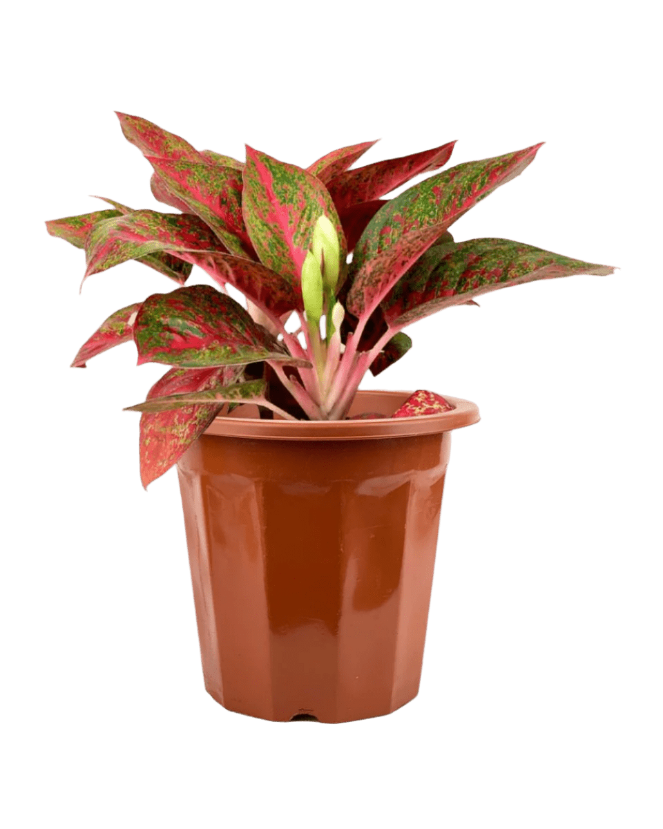 Aglaonema Red Stardust - Potted plant - JUST - AGLA - GRW - 2647 - Tumbleweed Plants - Online Plant Delivery Singapore