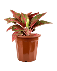 Aglaonema Red Stardust - Potted plant - JUST - AGLA - GRW - 2647 - Tumbleweed Plants - Online Plant Delivery Singapore