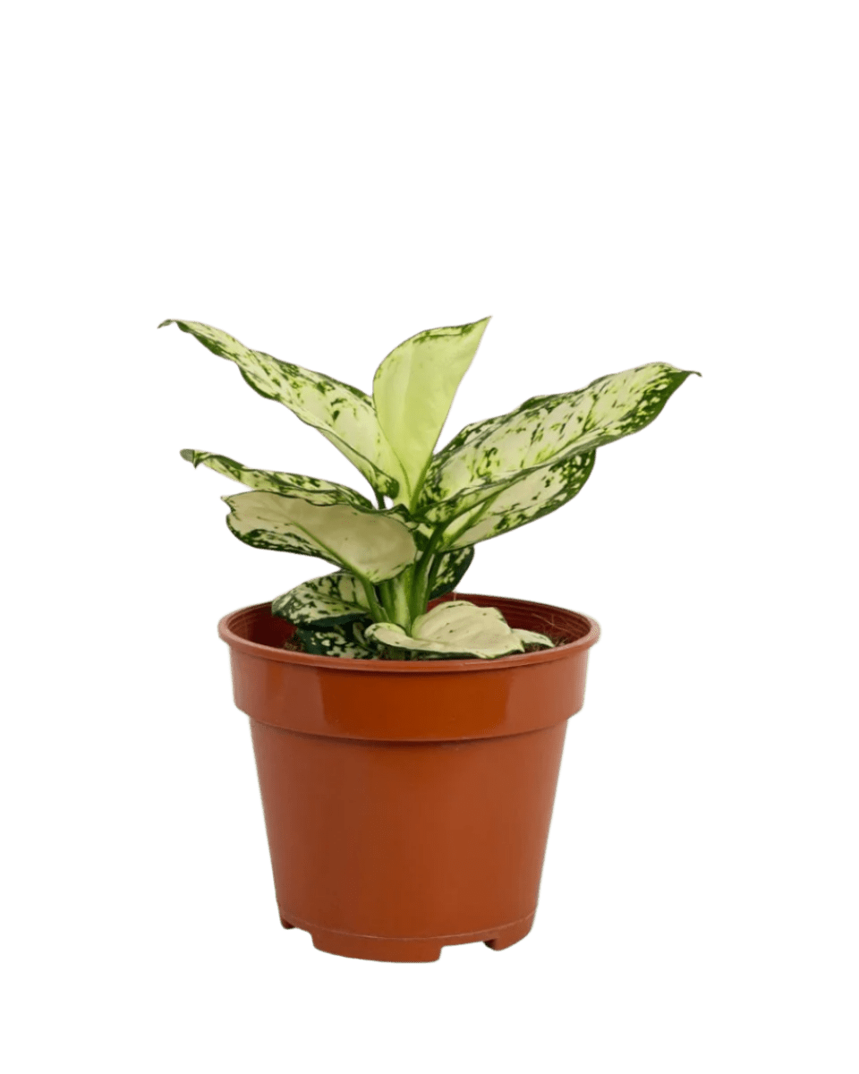 Aglaonema Snow White Plant - Potted plant - POTT - AGLA - GRW - 5998 - Tumbleweed Plants - Online Plant Delivery Singapore