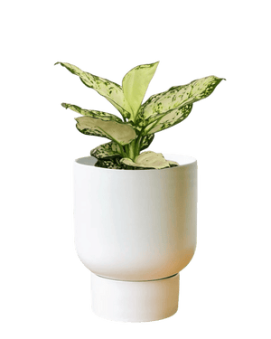 Aglaonema Snow White Plant - Potted plant - POTT - AGLA - GRW - 5998 - Tumbleweed Plants - Online Plant Delivery Singapore