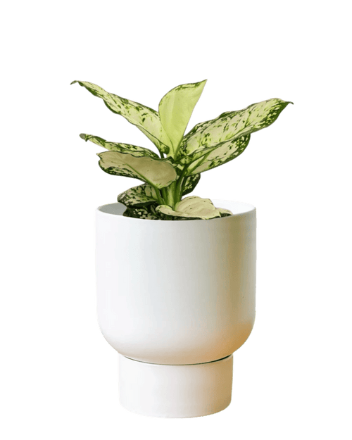 Aglaonema Snow White Plant - Potted plant - POTT - AGLA - GRW - 5998 - Tumbleweed Plants - Online Plant Delivery Singapore