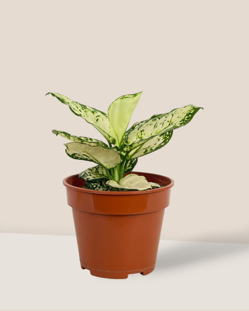 Aglaonema Snow White Plant - grow pot - Potted plant - Tumbleweed Plants - Online Plant Delivery Singapore