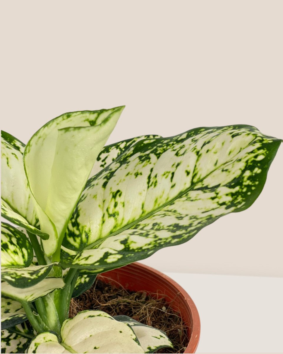 Aglaonema Snow White Plant - grow pot - Potted plant - Tumbleweed Plants - Online Plant Delivery Singapore