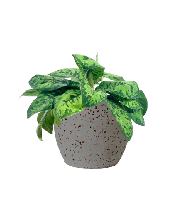 Aglaonema Trico Camo - Grow Pot - Potted plant - Tumbleweed Plants - Online Plant Delivery Singapore