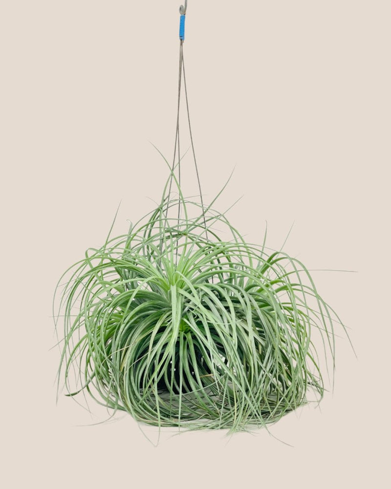 Air Plant - Assorted Tillandsia (Hanging) - assorted - Potted plant - Tumbleweed Plants - Online Plant Delivery Singapore