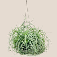 Air Plant - Assorted Tillandsia (Hanging)