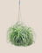 Air Plant - Assorted Tillandsia (Hanging)