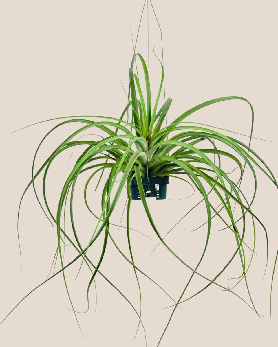 Air Plant - Assorted Tillandsia (Hanging) - assorted - Potted plant - Tumbleweed Plants - Online Plant Delivery Singapore