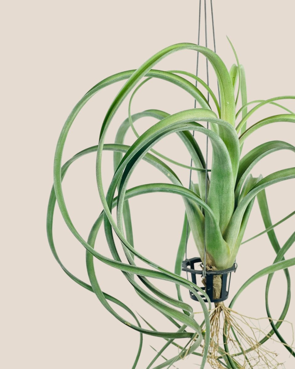 large hanging air plants for sale Air Plant - Assorted Tillandsia (Hanging)