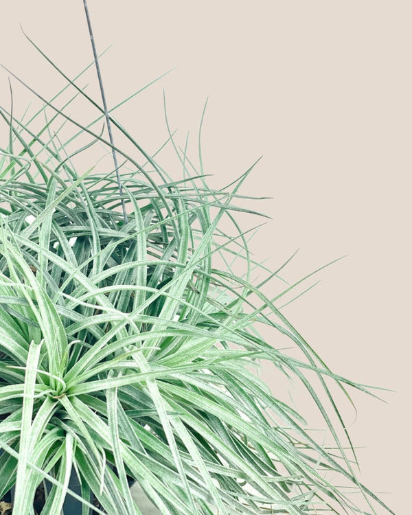 Air Plant - Assorted Tillandsia (Hanging) - assorted - Potted plant - Tumbleweed Plants - Online Plant Delivery Singapore