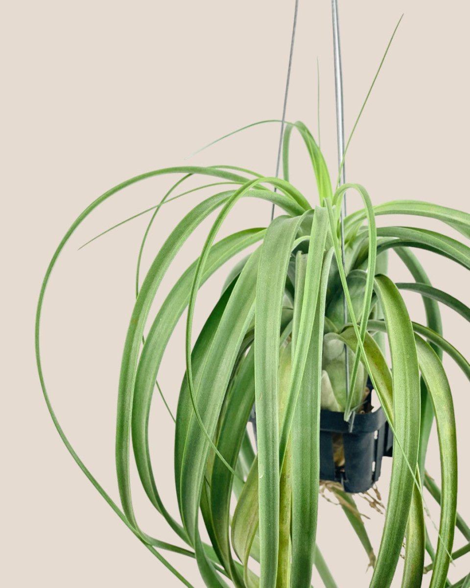 large hanging air plants for sale Air Plant - Assorted Tillandsia (Hanging)