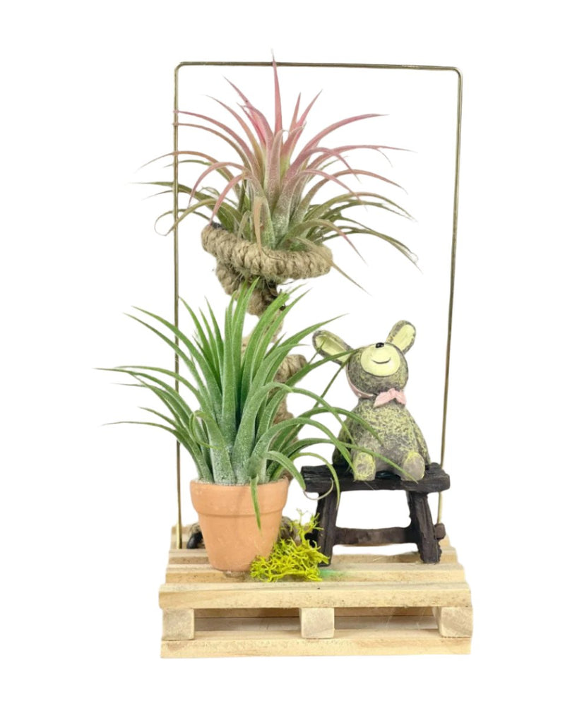 Air Plant - Tillandsia (Deco) - bear - Potted plant - Tumbleweed Plants - Online Plant Delivery Singapore