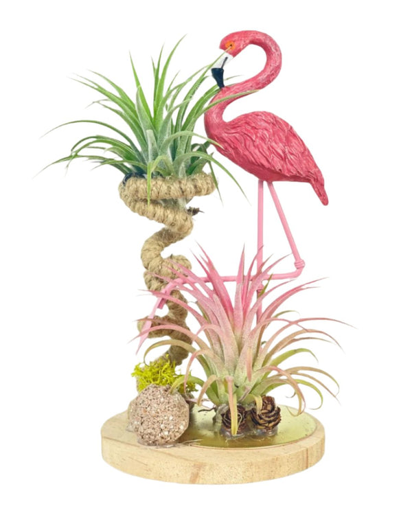 Air Plant - Tillandsia (Deco) - flamingo - Potted plant - Tumbleweed Plants - Online Plant Delivery Singapore