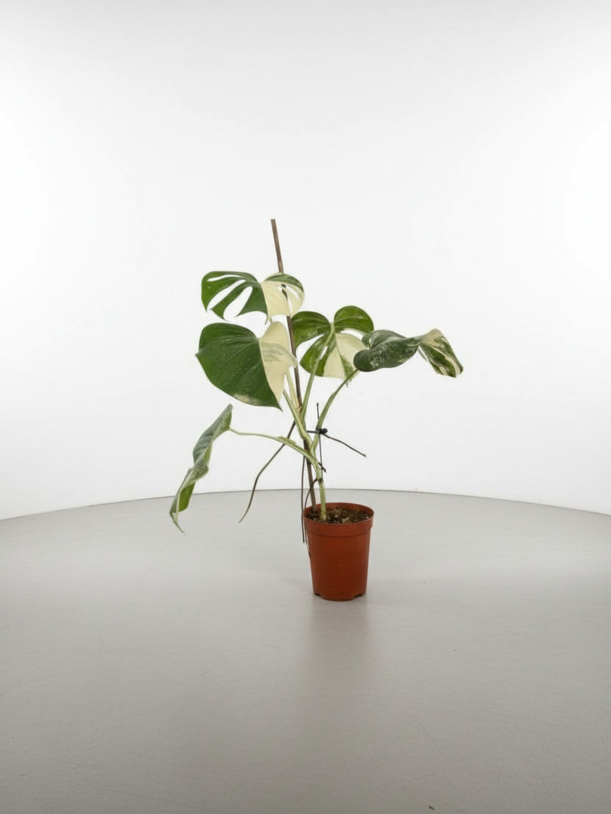 Monstera Albo Variegata Junior — Established Plant (Limited Batch)