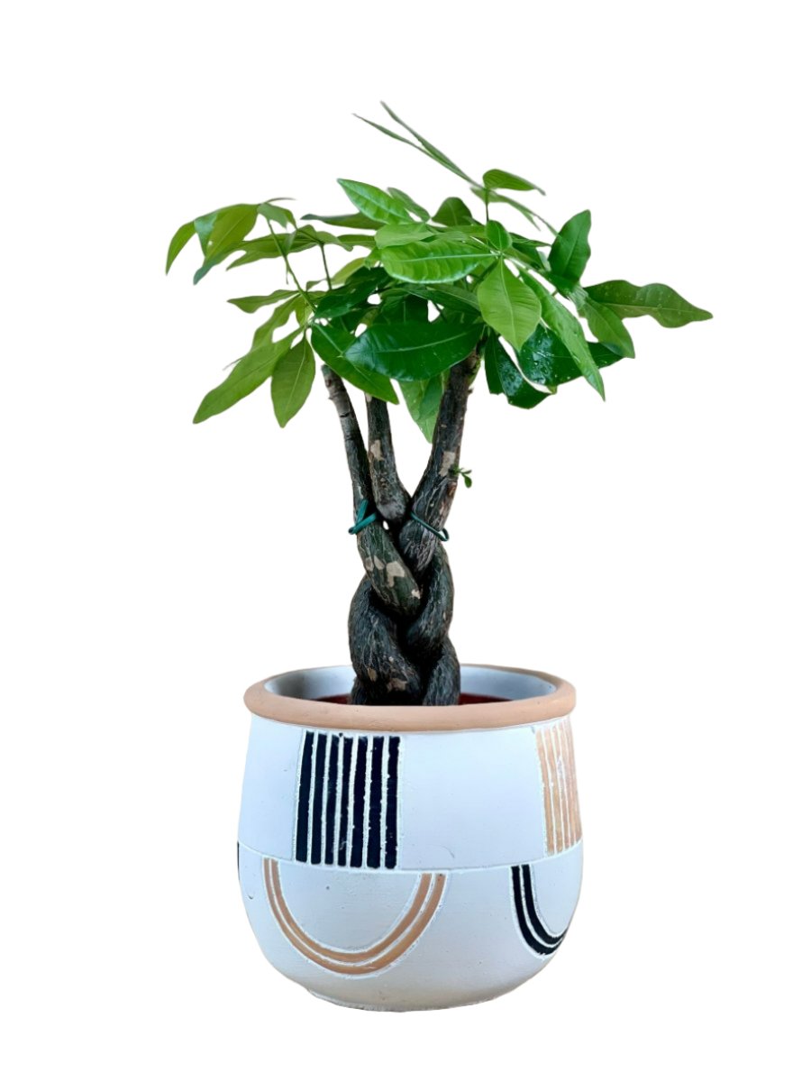 Alive Planter - white