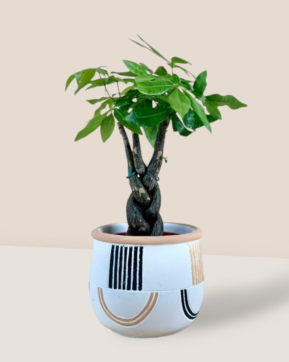 Alive Planter - brown - Pots - Tumbleweed Plants - Online Plant Delivery Singapore