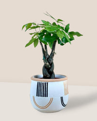 Alive Planter - brown - Pots - Tumbleweed Plants - Online Plant Delivery Singapore