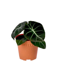 Alocasia Black Velvet - grow pot - Potted plant - Tumbleweed Plants - Online Plant Delivery Singapore