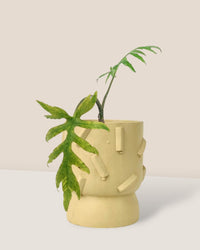 Alocasia Brancifolia - grow pot - Potted plant - Tumbleweed Plants - Online Plant Delivery Singapore