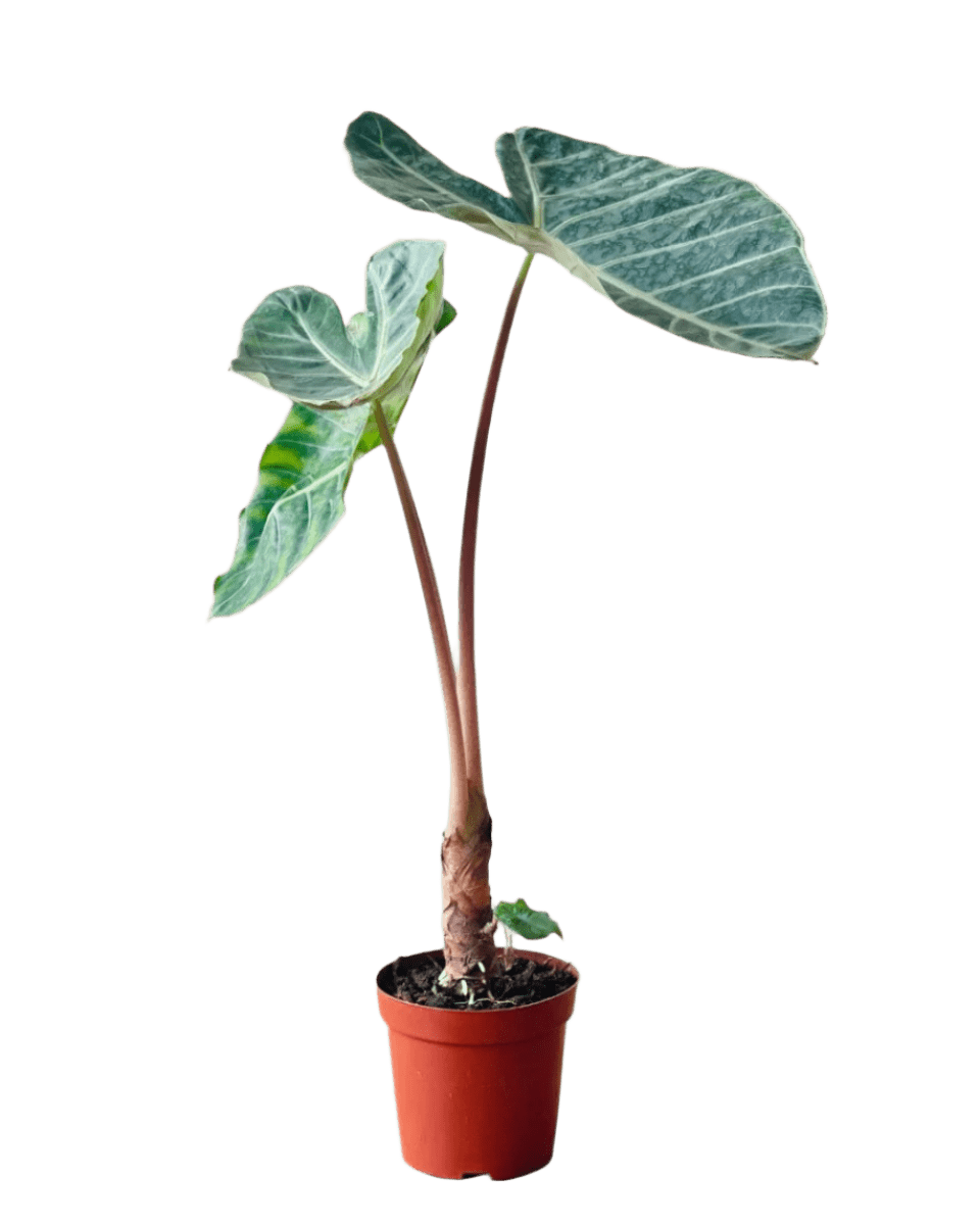 Alocasia Dragon Scale - Potted plant - POTT - ALOC - GRW - 6400 - Tumbleweed Plants - Online Plant Delivery Singapore