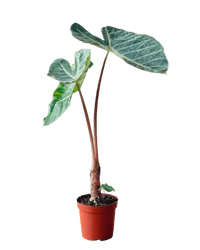 Alocasia Dragon Scale - Potted plant - POTT - ALOC - GRW - 6400 - Tumbleweed Plants - Online Plant Delivery Singapore