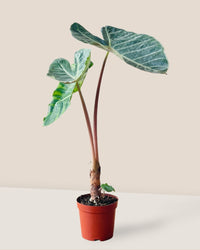 Alocasia Dragon Scale - grow pot - Potted plant - Tumbleweed Plants - Online Plant Delivery Singapore