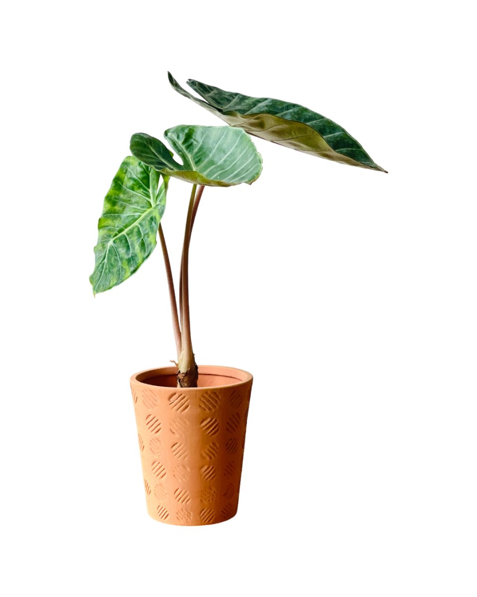 Alocasia Dragon Scale - grow pot - Potted plant - Tumbleweed Plants - Online Plant Delivery Singapore