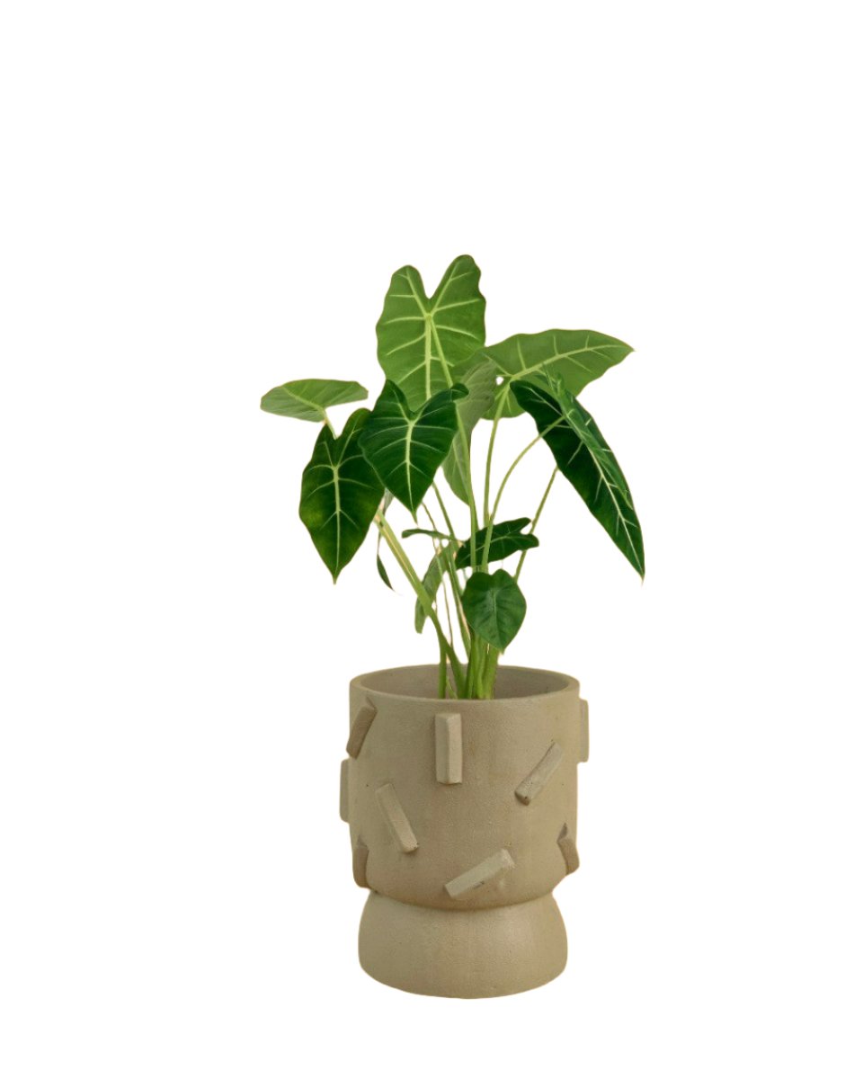 Alocasia Green Velvet (0.5m) - dash planter - sage - Potted plant - Tumbleweed Plants - Online Plant Delivery Singapore
