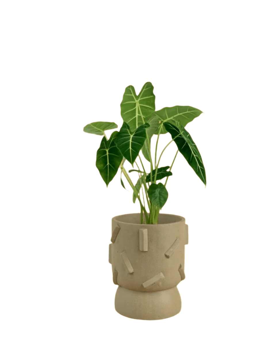 Alocasia Green Velvet (0.5m) - Potted plant - GIFT - ALOC - BLC - 4885 - Tumbleweed Plants - Online Plant Delivery Singapore