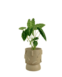 Alocasia Green Velvet (0.5m) - Potted plant - GIFT - ALOC - BLC - 4885 - Tumbleweed Plants - Online Plant Delivery Singapore