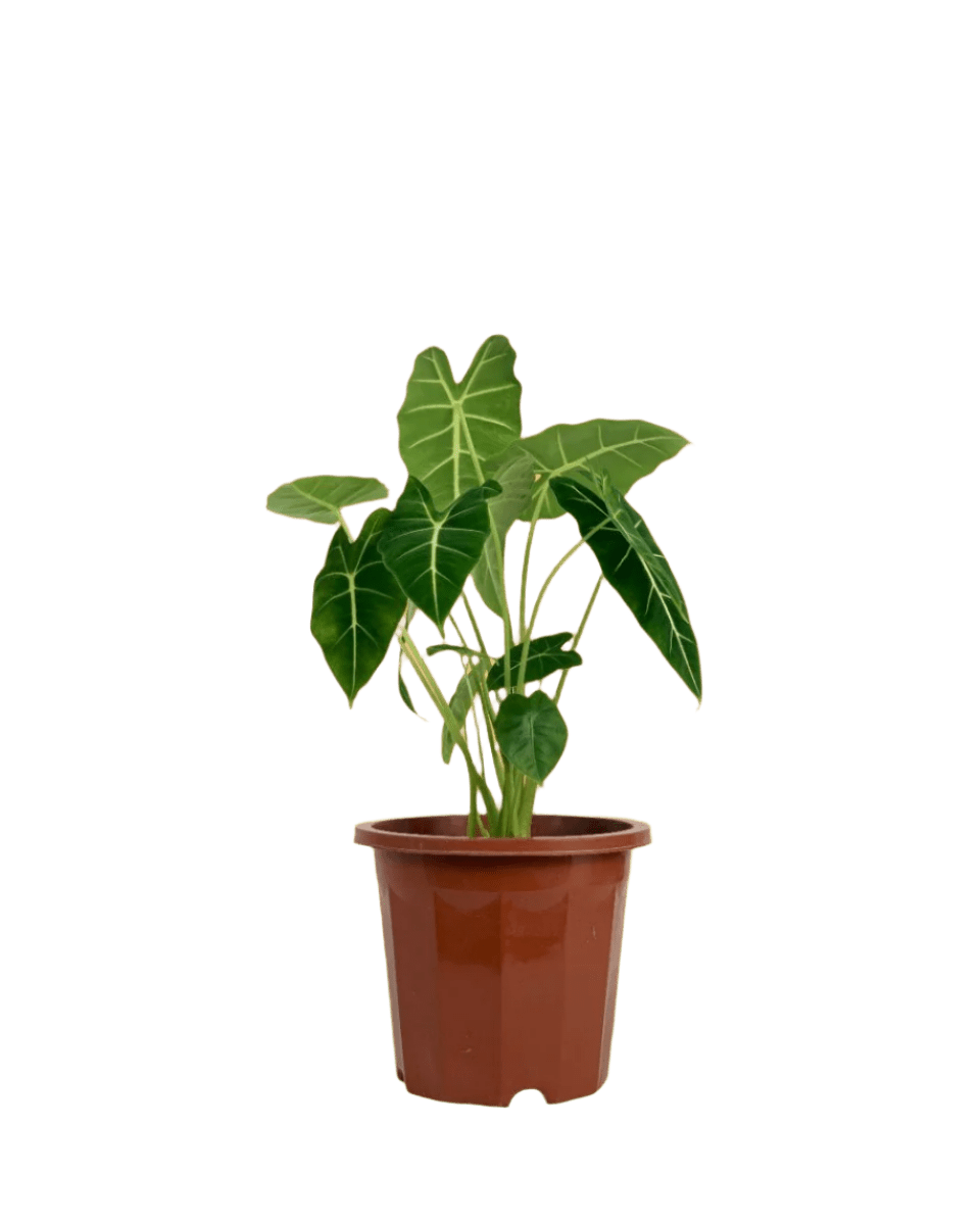 Alocasia Green Velvet (0.5m) - Potted plant - GIFT - ALOC - GRW - 4887 - Tumbleweed Plants - Online Plant Delivery Singapore