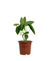 Alocasia Green Velvet (0.5m) - Potted plant - GIFT - ALOC - GRW - 4887 - Tumbleweed Plants - Online Plant Delivery Singapore