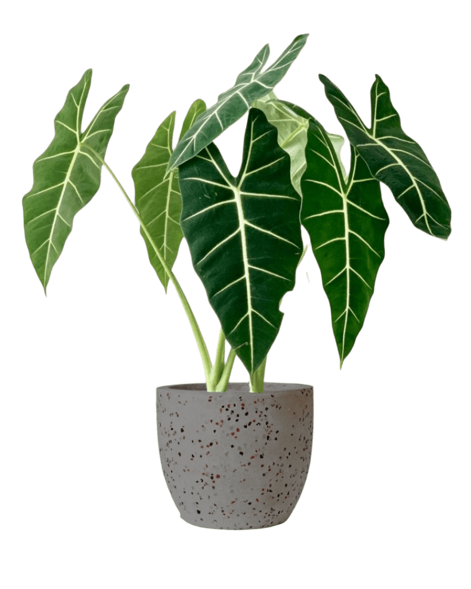 Alocasia Green Velvet (0.7m) - Potted plant - POTT - ALOC - DSH - 5072 - Tumbleweed Plants - Online Plant Delivery Singapore