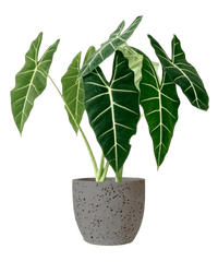 Alocasia Green Velvet (0.7m) - Potted plant - POTT - ALOC - DSH - 5072 - Tumbleweed Plants - Online Plant Delivery Singapore