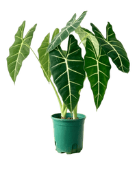 Alocasia Green Velvet (0.7m) - Potted plant - POTT - ALOC - GRW - 5074 - Tumbleweed Plants - Online Plant Delivery Singapore