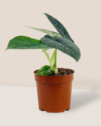 Alocasia Melo - grow pot - Potted plant - Tumbleweed Plants - Online Plant Delivery Singapore