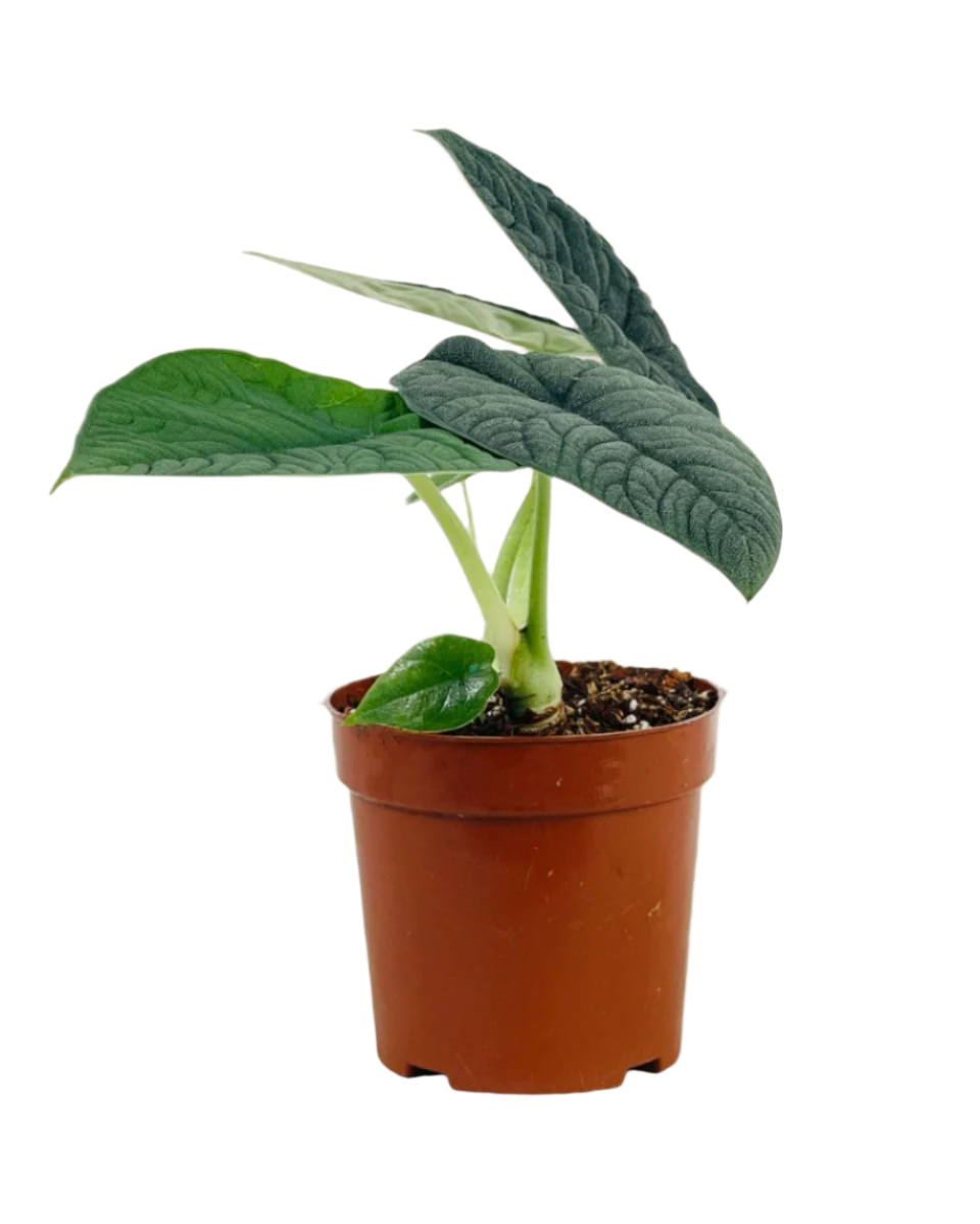 Alocasia Melo