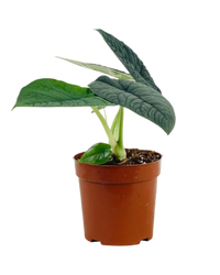 Alocasia Melo