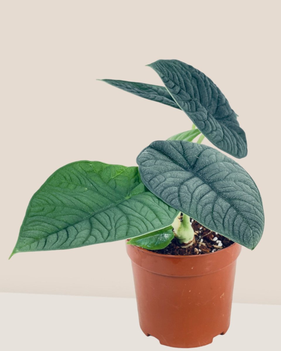 Alocasia Melo - grow pot - Potted plant - Tumbleweed Plants - Online Plant Delivery Singapore