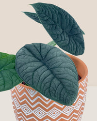 Alocasia Melo - grow pot - Potted plant - Tumbleweed Plants - Online Plant Delivery Singapore