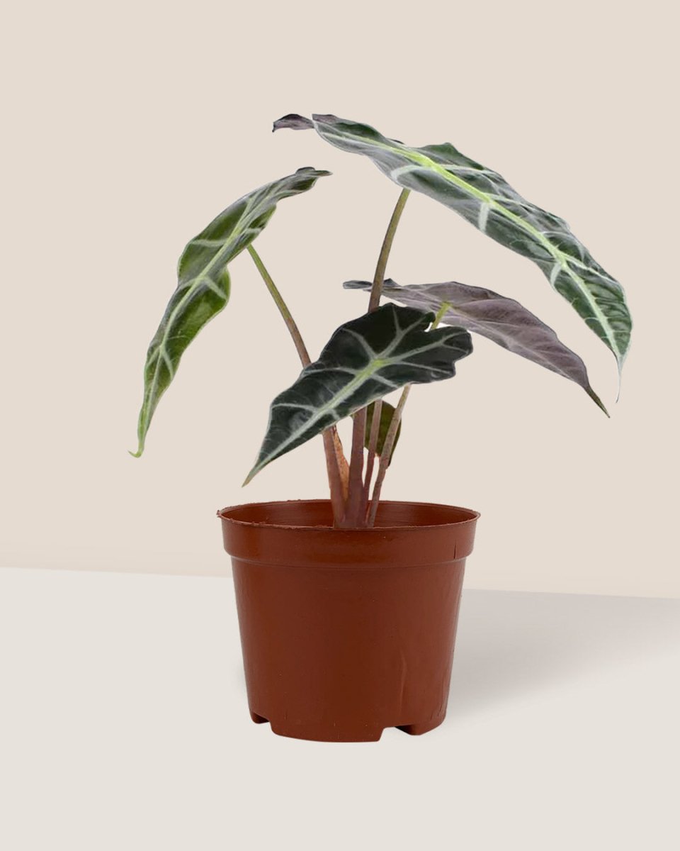 Alocasia Polly - grow pot - Potted plant - Tumbleweed Plants - Online Plant Delivery Singapore