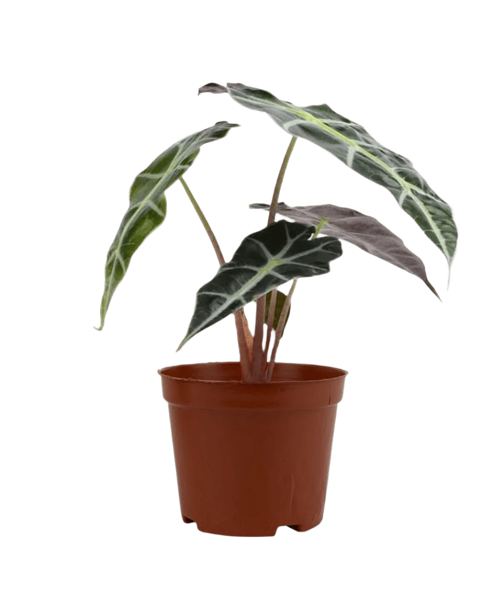 Alocasia Polly - Potted plant - JUST - ALOC - GRW - 2466 - Tumbleweed Plants - Online Plant Delivery Singapore