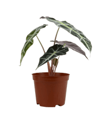 Alocasia Polly - Potted plant - JUST - ALOC - GRW - 2466 - Tumbleweed Plants - Online Plant Delivery Singapore