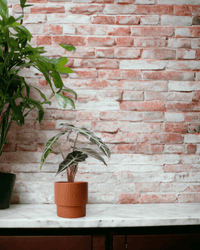 Alocasia Polly - grow pot - Potted plant - Tumbleweed Plants - Online Plant Delivery Singapore