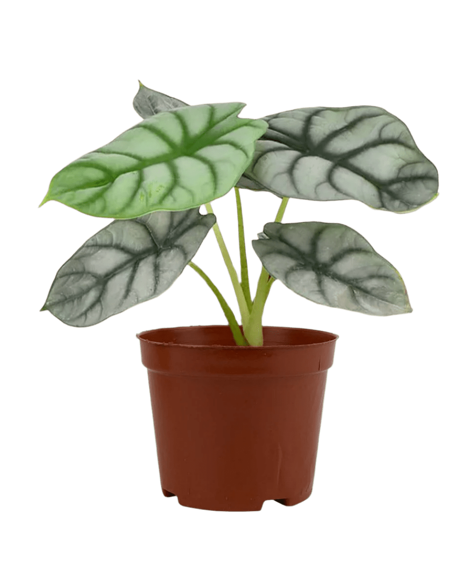 Alocasia Silver Dragon - Potted plant - JUST - ALOC - GRW - 2567 - Tumbleweed Plants - Online Plant Delivery Singapore