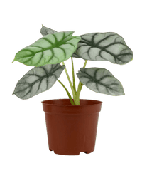 Alocasia Silver Dragon - Potted plant - JUST - ALOC - GRW - 2567 - Tumbleweed Plants - Online Plant Delivery Singapore