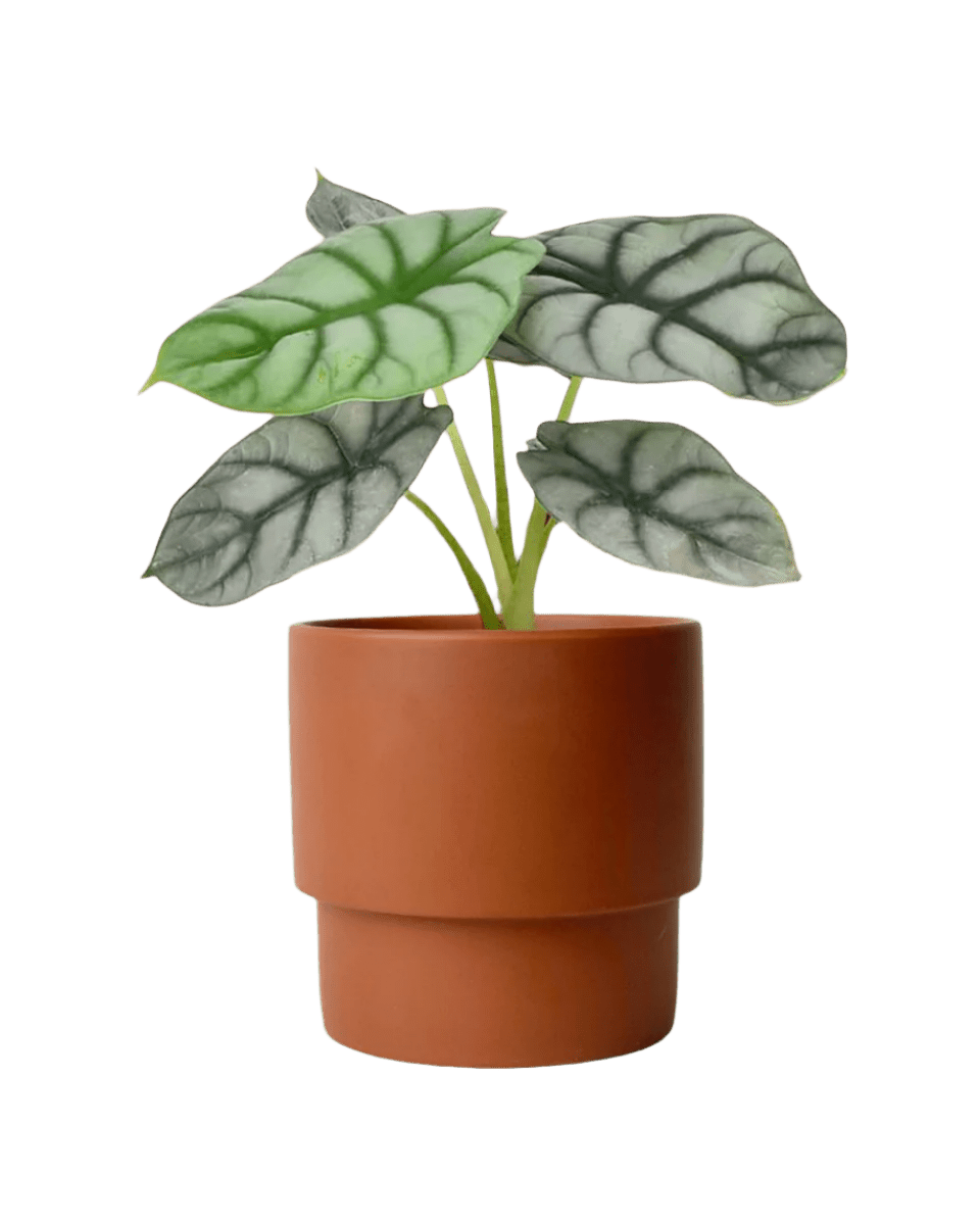 Alocasia Silver Dragon - Potted plant - POTT - ALOC - PLN - 3977 - Tumbleweed Plants - Online Plant Delivery Singapore