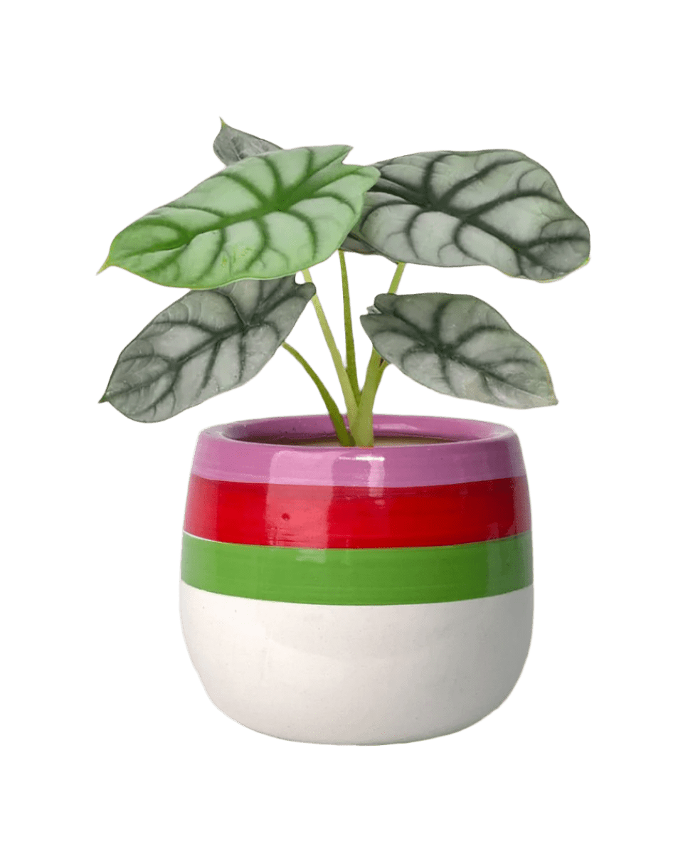 poppy planter - buzz lightyear